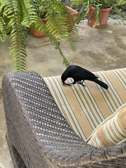 Ptiloxena atroviolacea