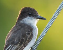 Loggerhead Kingbird photo 2