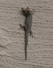 Lygodactylus chobiensis