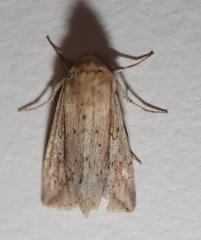 Mythimna decisissima
