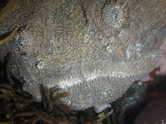 Kathetostoma binigrasella