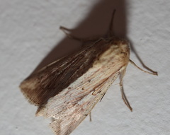 Mythimna decisissima