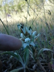 Chloraea multiflora