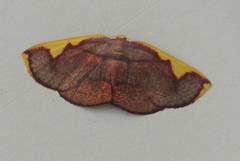 Nothomiza flavicosta