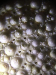 Hemicentrotus pulcherrimus