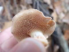 Hydnum cuspidatum