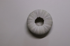 Hemicentrotus pulcherrimus
