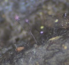 Cribraria violacea