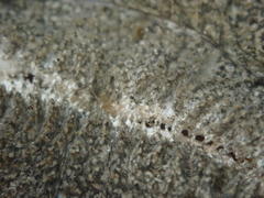 Kathetostoma binigrasella