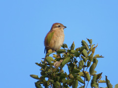 Lanius bucephalus