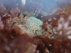 Distaplia