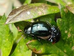 Chrysolina