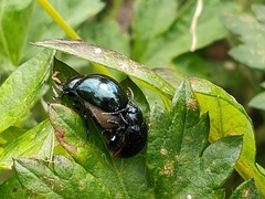 Chrysolina