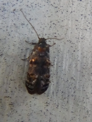 Corocosma memorabilis