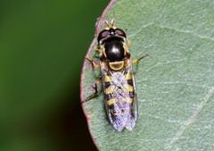 Simosyrphus