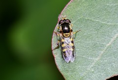 Simosyrphus