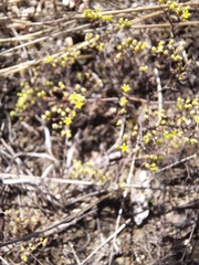 Paronychia lindheimeri