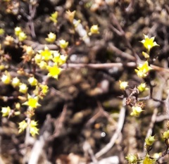 Paronychia lindheimeri