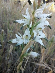Chloraea multiflora