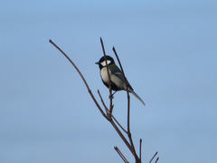 Parus minor