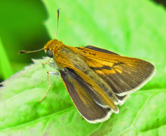 Euphyes bimacula