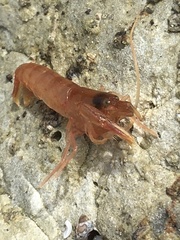 Betaeopsis aequimanus