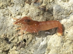 Betaeopsis aequimanus