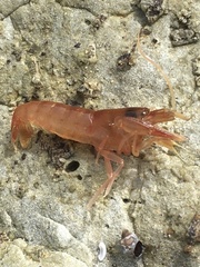 Betaeopsis aequimanus