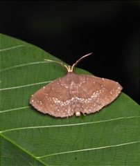 Adrapsa geometroides