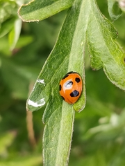 Coccinella septempunctata