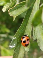 Coccinella septempunctata