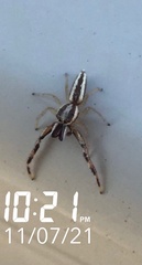 Hentzia grenada