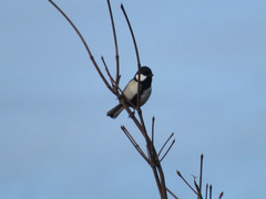 Parus minor
