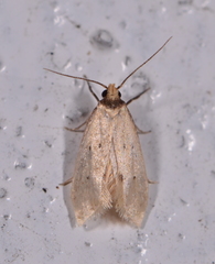 Atalopsis