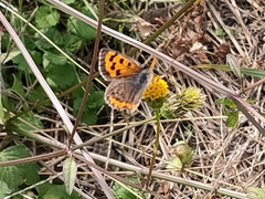 Lycaena phlaeas daimio