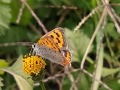 Lycaena phlaeas daimio