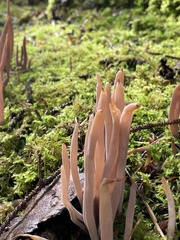 Alloclavaria