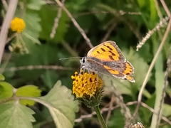 Lycaena phlaeas daimio