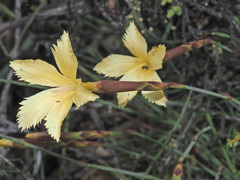 Dianthus caespitosus