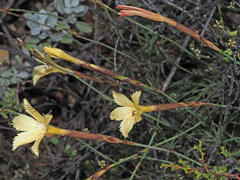 Dianthus caespitosus