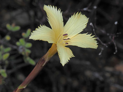 Dianthus caespitosus