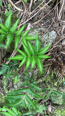 Pteris minor