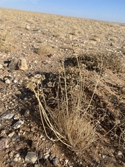 Allium polyrhizum