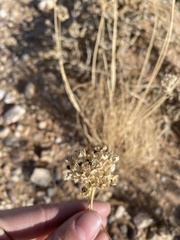Allium polyrhizum