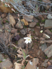 Tritonia pallida