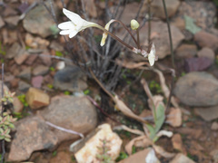 Tritonia pallida