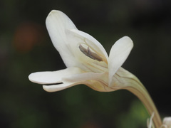 Tritonia pallida