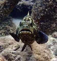 Epinephelus fuscoguttatus