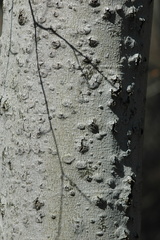 Cryptococcus fagisuga