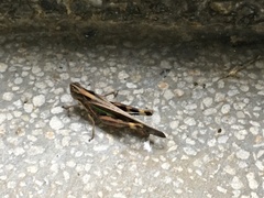 Aiolopus thalassinus